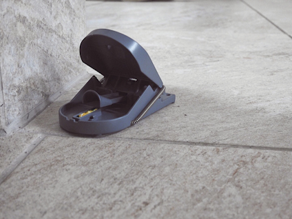 BETE TILL MUSFÄLLA SUPERCAT SPRUTA FÖR GNAGARE 2X3G